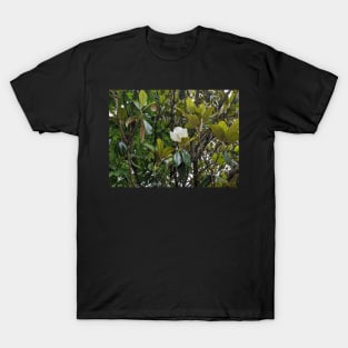 Magnolia Bloom 2 T-Shirt